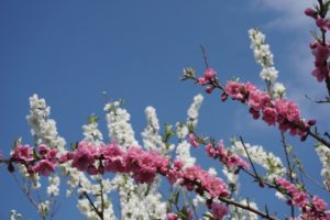 桜
